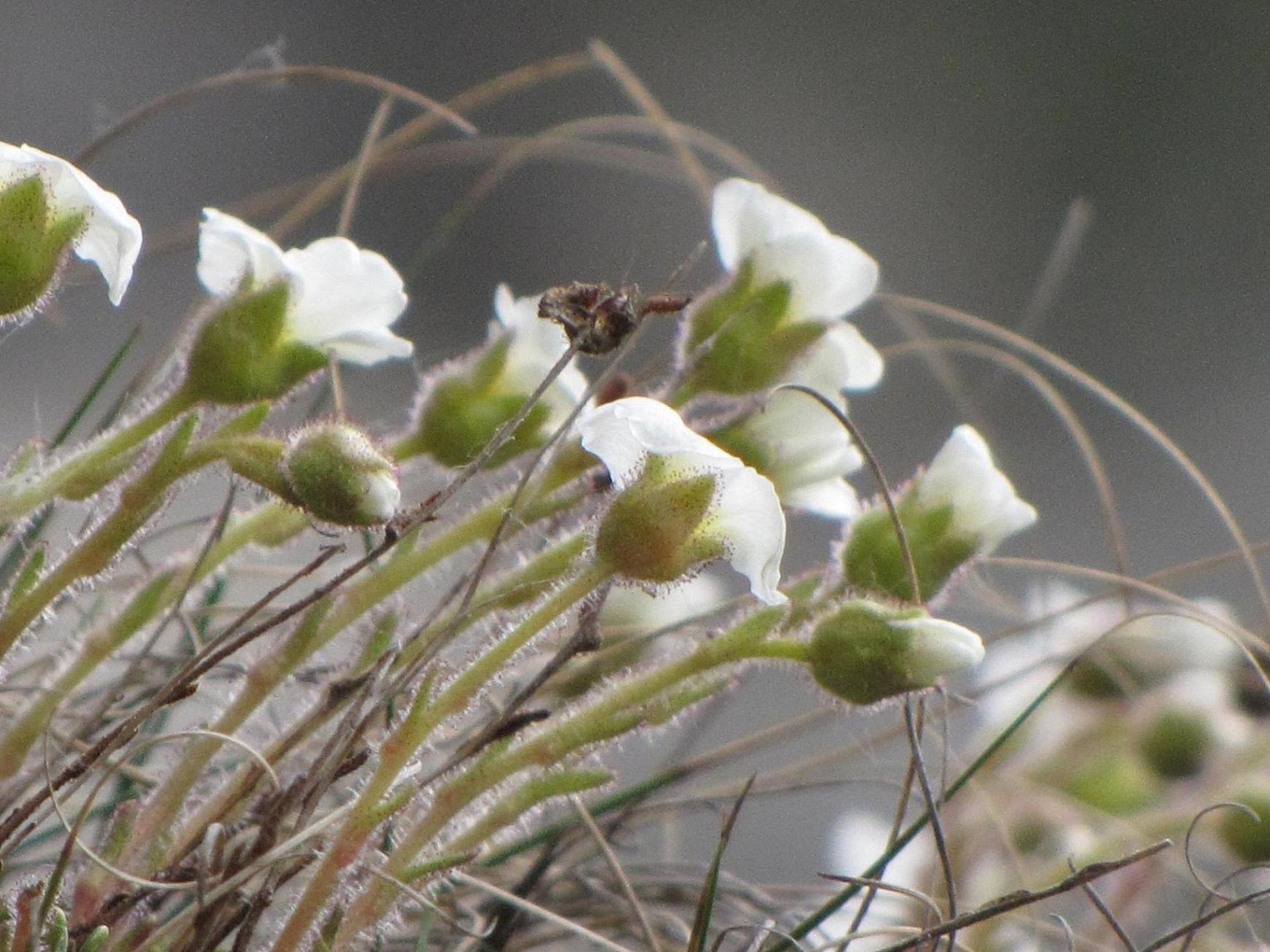 Saxifraga tombeanensis / Sassifraga del Monte Tombea